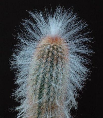 Espostoa_hylea